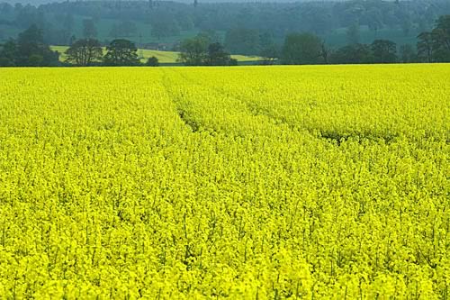 Oilseed rape